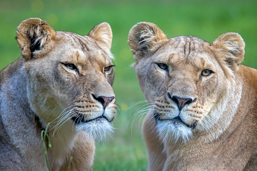 Closeup photo of two lionesses looking at camera