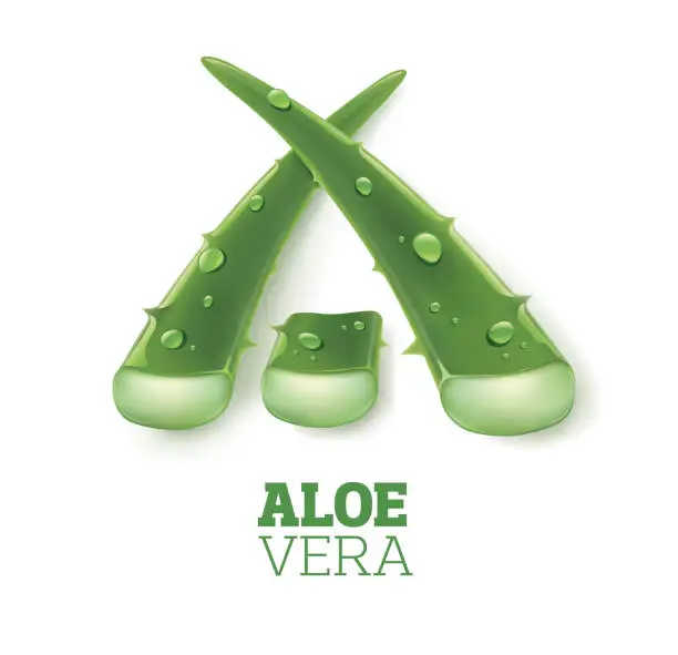 Vector illustration of Aloe vera green shiny sparkles