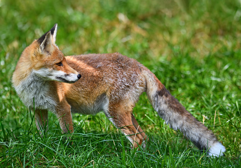 The red fox in spring among fields and flowering woods