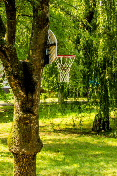 istock a basketball basket on the tree 1344258297