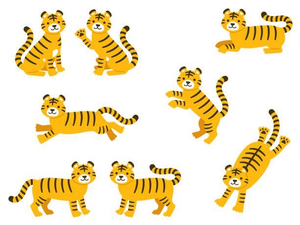 illustrazioni stock, clip art, cartoni animati e icone di tendenza di set di illustrazioni di personaggi tigre in varie pose - four legged