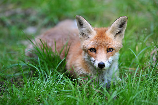 close-up of a red fox (vulpes vulpes)