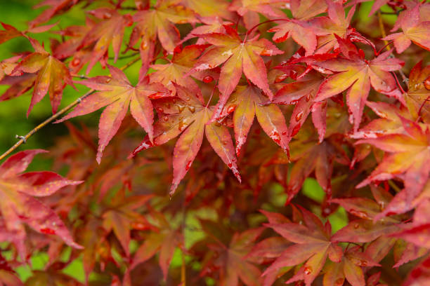 hojas de arce rojo de colores de otoño sobre fondo verde. primer plano de las hojas de arce. hermoso fondo natural - november tranquil scene autumn leaf fotografías e imágenes de stock