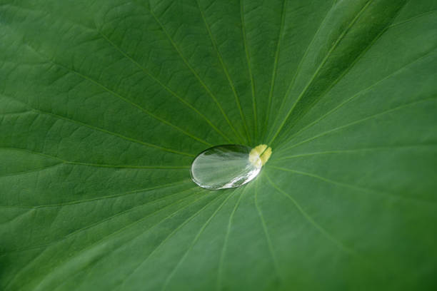 istock Water drop on green lotus leaf after rain (Nelumbo nucifera). Beautiful leaf texture in nature 1344258534