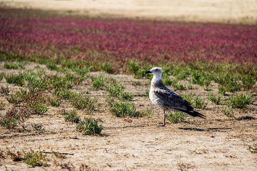 close-up of a young Caspian gull (Larus cachinnans) on the field of Salicornia in Eastern Syvash, Arabat spit, Kherson region of Ukraine
