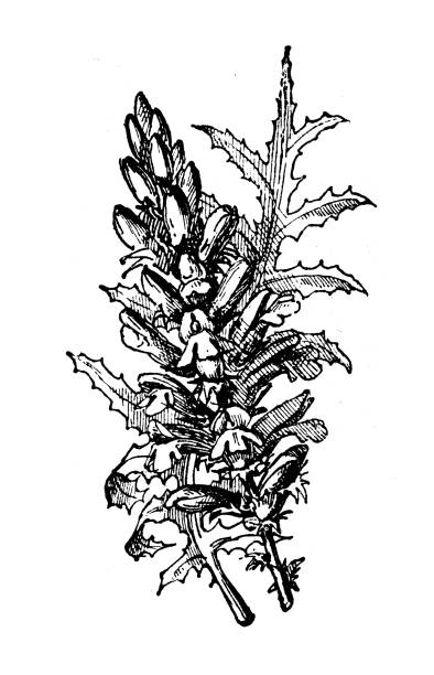 ilustraciones, imágenes clip art, dibujos animados e iconos de stock de ilustración antigua: acanthus - acanto