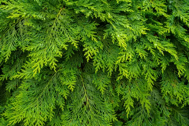 Oriental Arborvitae. Evergreen thuja orientalis (also known as Platycladus orientalis). Bright lush foliage background. Leaf texture background for design foliage pattern and backdrop