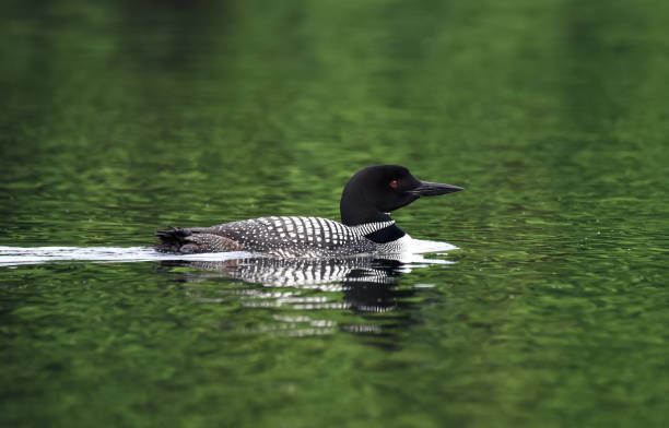 Close up of a common loon bird swimming on a calm lake in Canada. Close up of a common loon bird swimming on a calm lake in Canada. in Buck Lake, Ontario, Canada common loon photos stock pictures, royalty-free photos & images