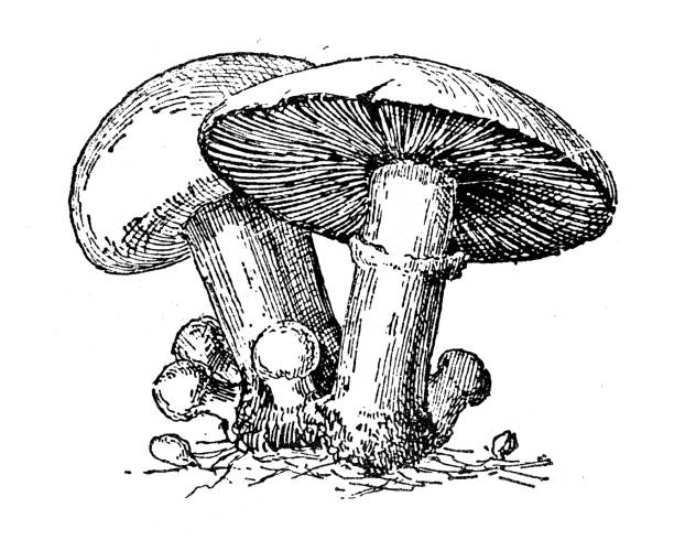antyczna ilustracja: agaric - agaric stock illustrations
