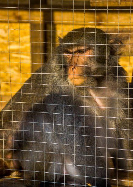 istock a big macaque in the zoo 1344260218