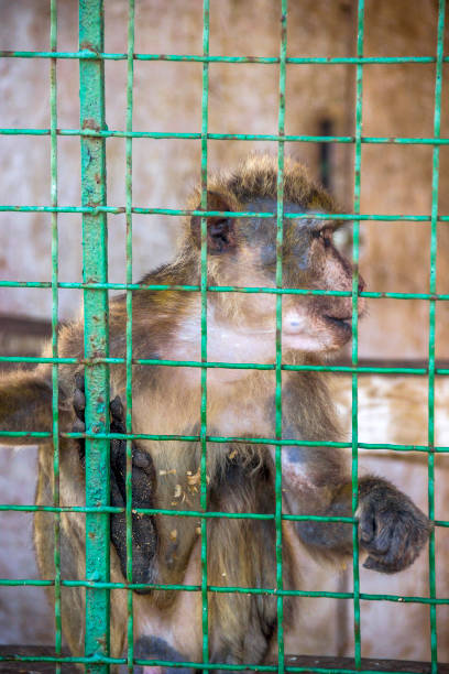 istock a macaque in cage in the zoo 1344260219