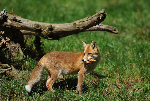 close-up of a red fox (vulpes vulpes)close-up of a red fox (vulpes vulpes) with a chicken in mouth