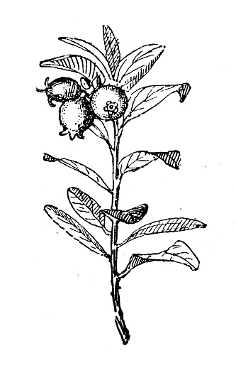 Antique illustration: Cranberry