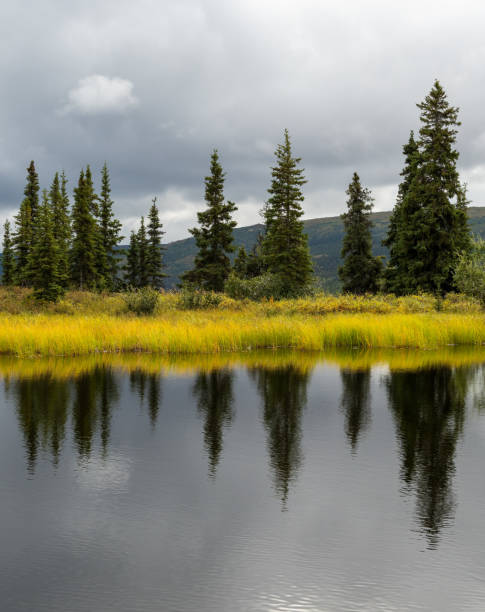 istock Tall pine trees reflected in still water of pond in Alaska 1344265355