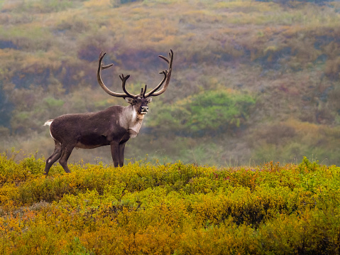 Caribou bull with large antler rack during rut (mating season) in Alaska, climbing a colorful tundra-covered hill.