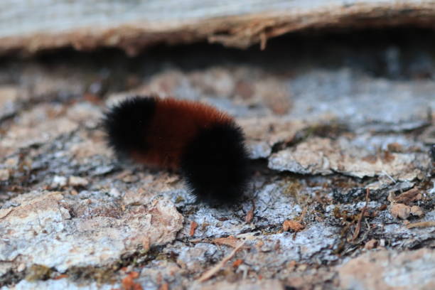 istock Wolly Worm aka Isabelle Tiger Moth 1344266128