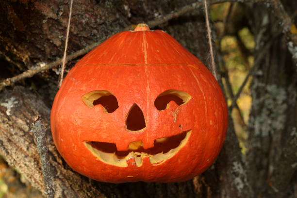 istock Celebration of Halloween: smiling jack-o'-lanterns on fall tree. Holiday decor with many orange pumpkins. Autumn decoration, ornament in garden. Horror 1344266698