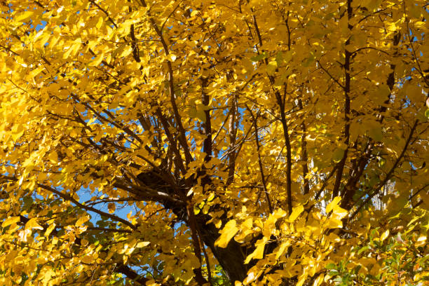 istock Yellow trees in autumn 1344267583