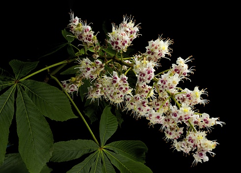 Flower and leaf, Aesculus hippocastanum, common name  horse chestnut, buckeye, conker tree, Spanish chestnut
