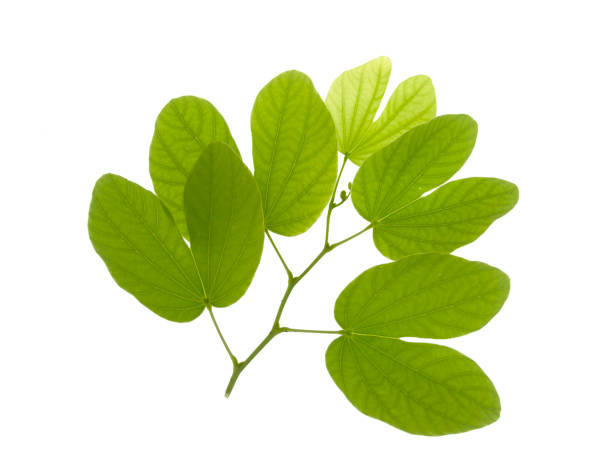 istock green leaves isolated on a white background 1344270404