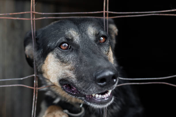 A frightened dog peeks out through a rusty grate while sitting in a cage or aviary of a dog shelter or animal shelter. A frightened dog peeks out through a rusty grate while sitting in a cage or aviary of a dog shelter or animal shelter. eye catching stock pictures, royalty-free photos & images