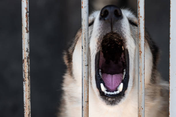 istock A stray mongrel barks or howls through the bars or cage bars while sitting in an aviary at an animal shelter. Aggressive animal locked in a cage. 1344271045