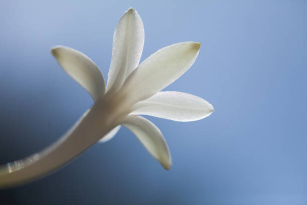 White flower closeup