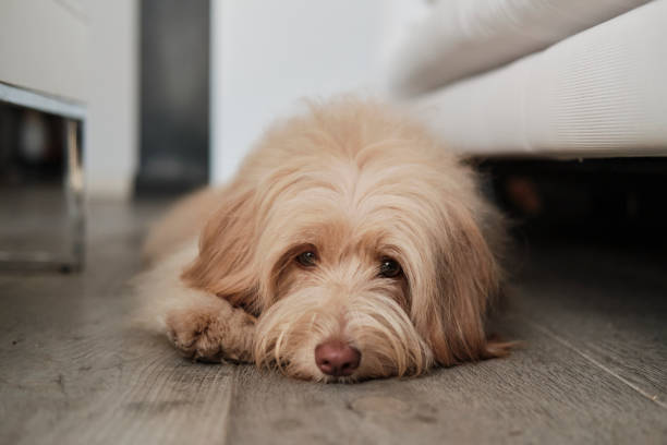 istock Dog at home 1344272466
