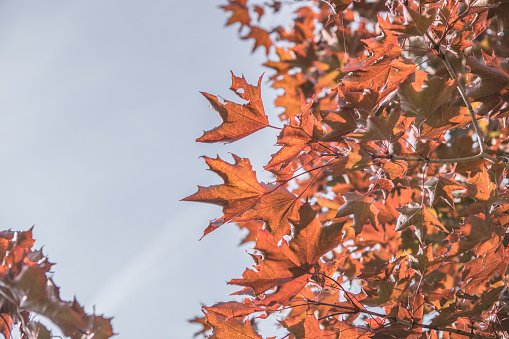 Autumn leaves background with free space for text. Colorful orange autumn maple leaves against blue sky.
