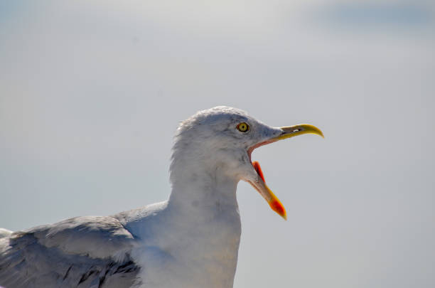 istock Close up of a shouting seagull 1344273559