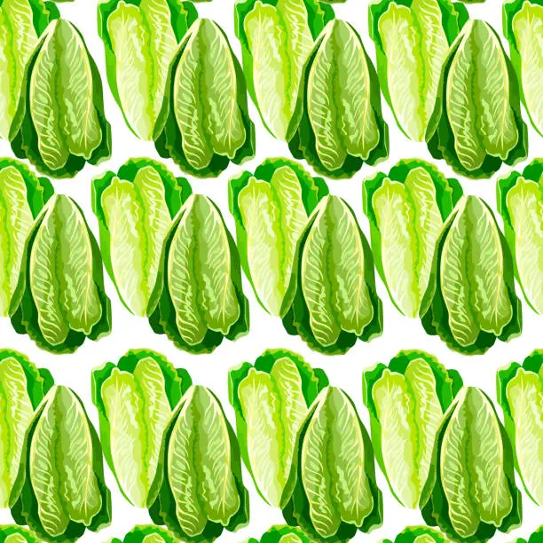 Vector illustration of Seamless pattern salad Romano on white background.Ornament with lettuce.