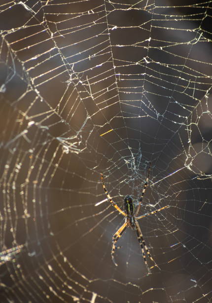 istock Background of the threads of a spider web with dew drops. Web macro. Abstract natural background in the sunlight with the blur 1344273841