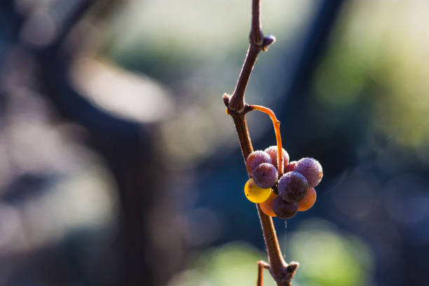 Grapes on a vine in late  autumn morning sunlight