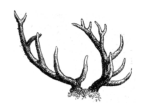Antique illustration: antler