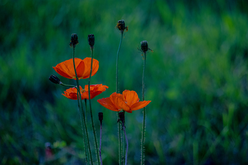 Three poppy flowers with green blurry background