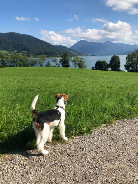pies spogląda na jezioro z górami w tle - tegernsee lake tegernsee lake mountain zdjęcia i obrazy z banku zdjęć