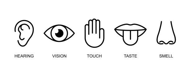 A set of icons of the five human senses: hearing, sight, touch, taste, smell. Simple line icons: ear, eye, hand, mouth with tongue and nose. Vector illustration A set of icons of the five human senses: hearing, sight, touch, taste, smell. Simple line icons: ear, eye, hand, mouth with tongue and nose. Vector illustration. sense of science and technology stock illustrations
