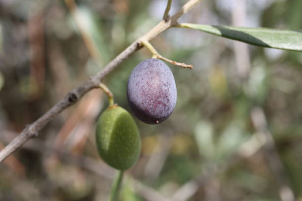 istock European olive or Common Olive (Olea europaea) fruit close-up on an olive tree branch on blurred background 1344279258