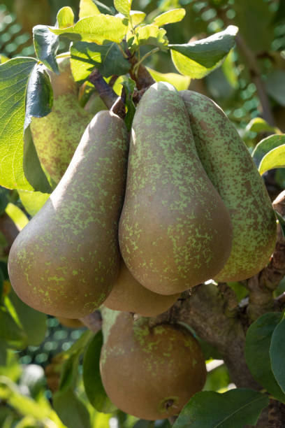 Conference pears hanging in a tree in autumn close up Ripe Conference pears hanging in a tree in autumn close up conference pear stock pictures, royalty-free photos & images