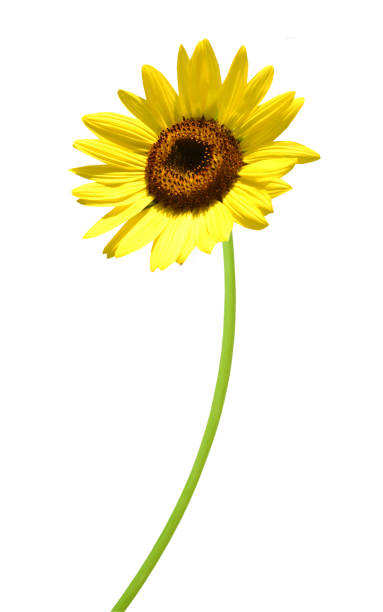 istock yellow sunflower branch 1344281497