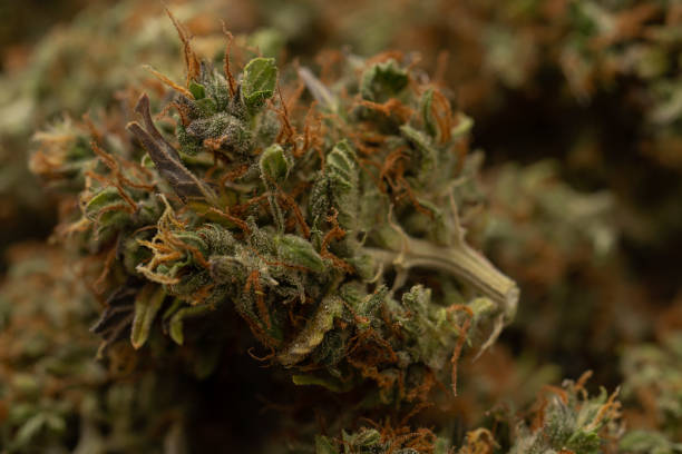 bocciolo o fiore di cannabis o marijuana tagliato in un cesto. fotografia macro. primo piano - petal bud plant agriculture foto e immagini stock