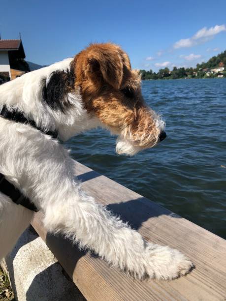 istock A dog looks at the lake 1344283500