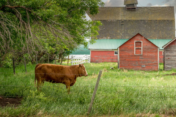 istock Rustic out buildings and stock in Huxley Alberta Canada 1344283934