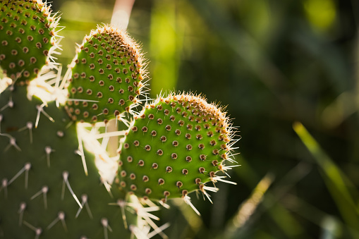 cute beautiful cactus in nature