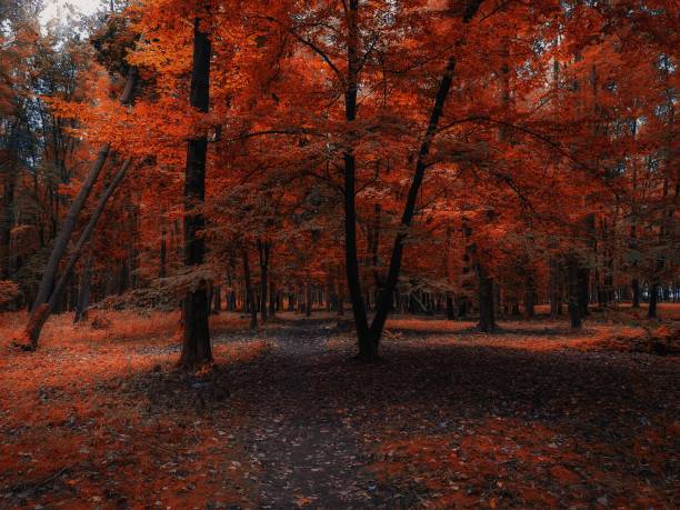 Atmospheric autumn forest in the fog. Colorful leaves on the trees in the morning forest. Beautiful background.