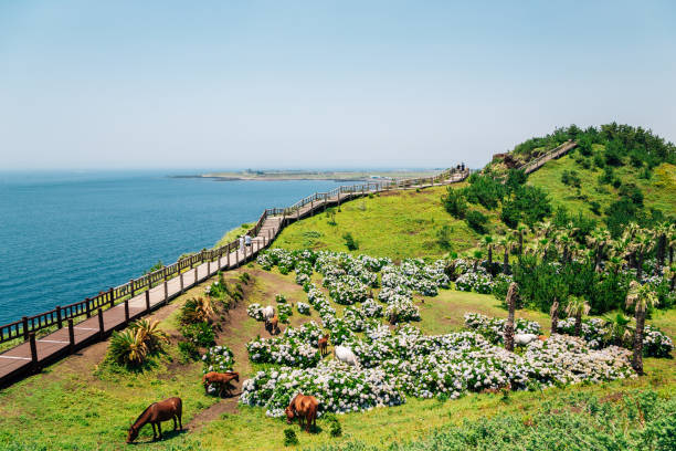 szlak górski songaksan z morzem na wyspie czedżu w korei - horse summer animal beautiful zdjęcia i obrazy z banku zdjęć