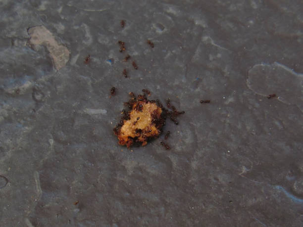 istock string of sweet ants attacking a crumb on the rustic gray floor. 1344285050