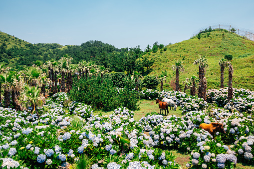Songaksan Mountain hydrangea flower field and horse in Jeju Island, Korea