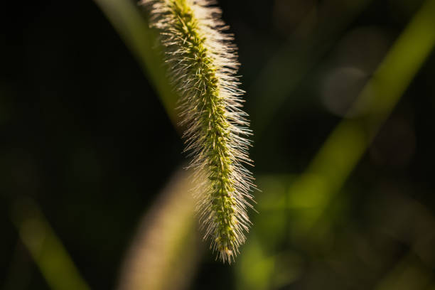 green plant in autumn season