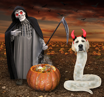 A dog labrador snake in red devil horns and a grim reaper are near a pumpkin in the field for Halloween.